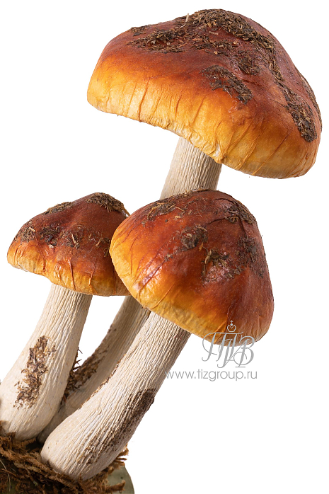 Муляж грибов